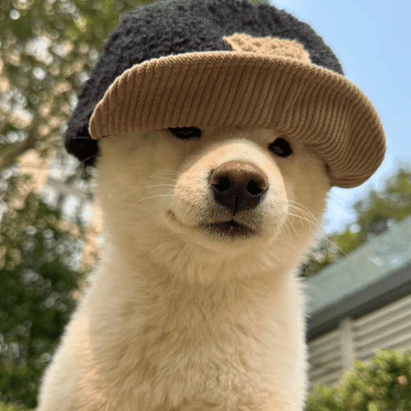 كيفية بيع $chinese.dog (狗帽🔥)