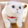 二豆