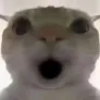 哈基米主角鼠鼠