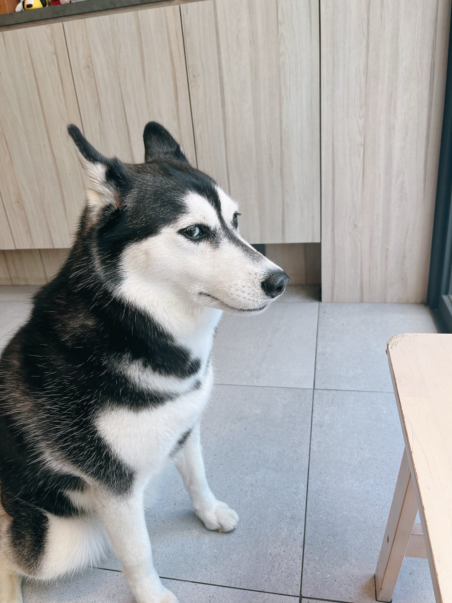 哈士奇CION计算器：将哈士奇CION（哈士奇）兑换为亚美尼亚德拉姆（AMD）｜Bitget