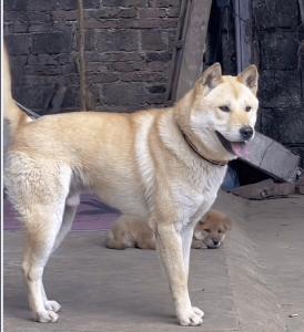 Ціна 土狗