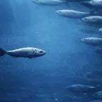 أداة تحويل وحاسبة عملة 如果所有人都错了呢 (Fish)