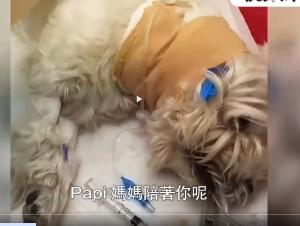 小狗被毒死女子辞职追凶3年 price