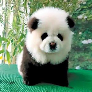 松狮犬