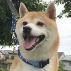 第一个用 4 枚 BNB 购买的狗 (KUMA) konvertor va kalkulyatori