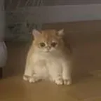 Convertisseur et calculateur de 蛙猫 (tofu)