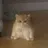 tofu