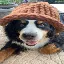 Konwerter i kalkulator DogSwaghat (DOGSWAG)