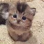 Convertitore e calcolatore di ELON’S CAT (CATME)
