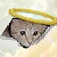 CEILING CAT (CEICAT) converter at calculator