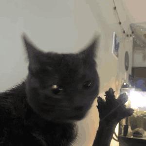 4CAT(CARLOS) nima