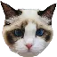 Taylor Swift's Cat BENJI (BENJI) çevirici və kalkulyator