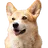 BNBDOG