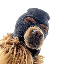 base info Ski Mask Dog