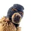 Ski Mask Dog (SKI) converter and calculator