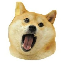 Doge Eat Doge(OMNOM)とは