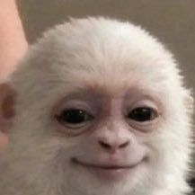 Was ist aryan monkey(monkey)