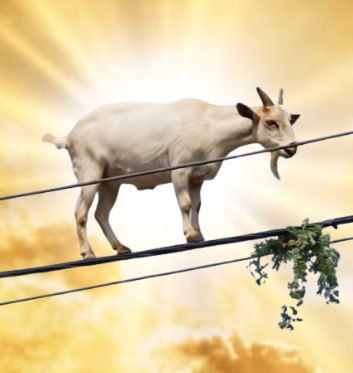 Prix de Aura Goat