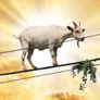 Aura Goat