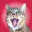 CRAZY CAT price
