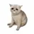 BABYCASHCAT