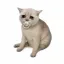 Baby Cash Cat price