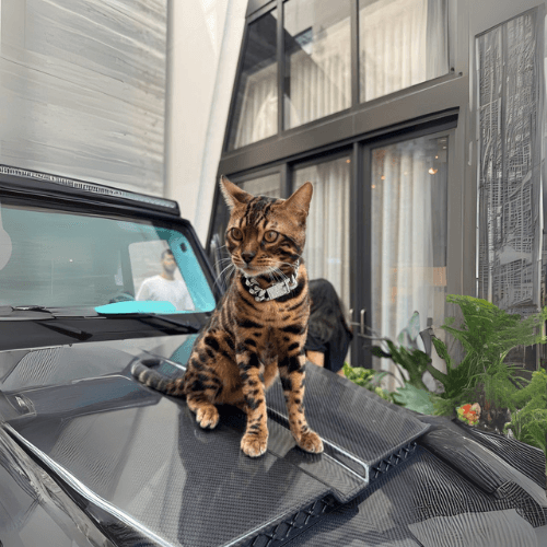 Baki The Bengal