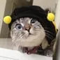 BeeCat ($BCAT) converter and calculator