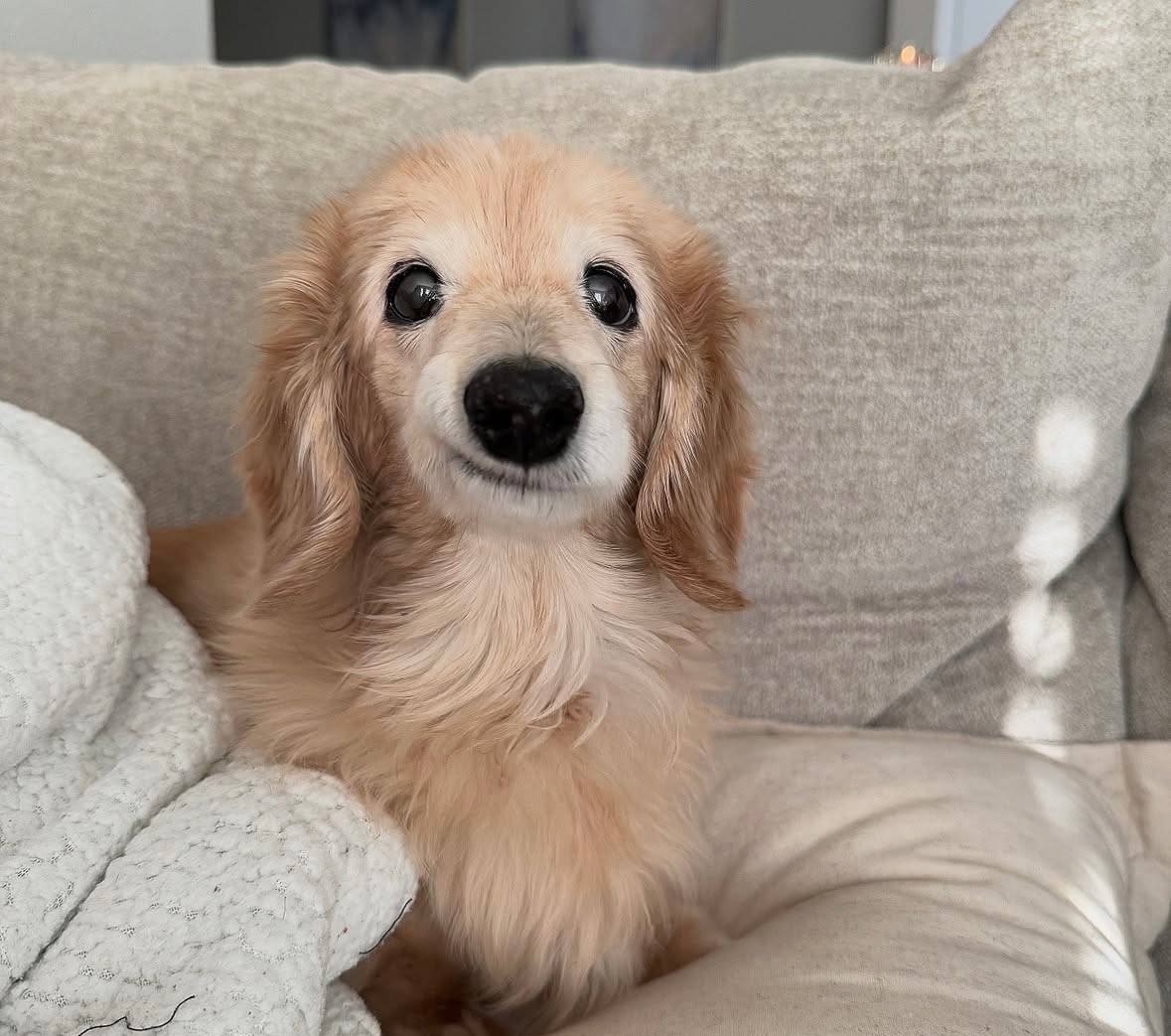 Bella The Smiling Dog(Bella)とは