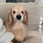 Bella The Smiling Dog(Bella)轉換器與計算器
