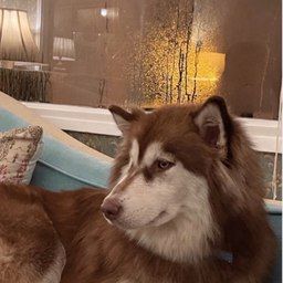 Benny(Benny) là gì?