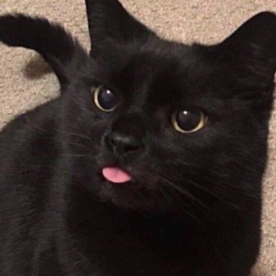 Black Cats Are Not Bad price