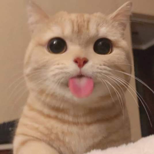 blep 价格