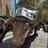 WBULL