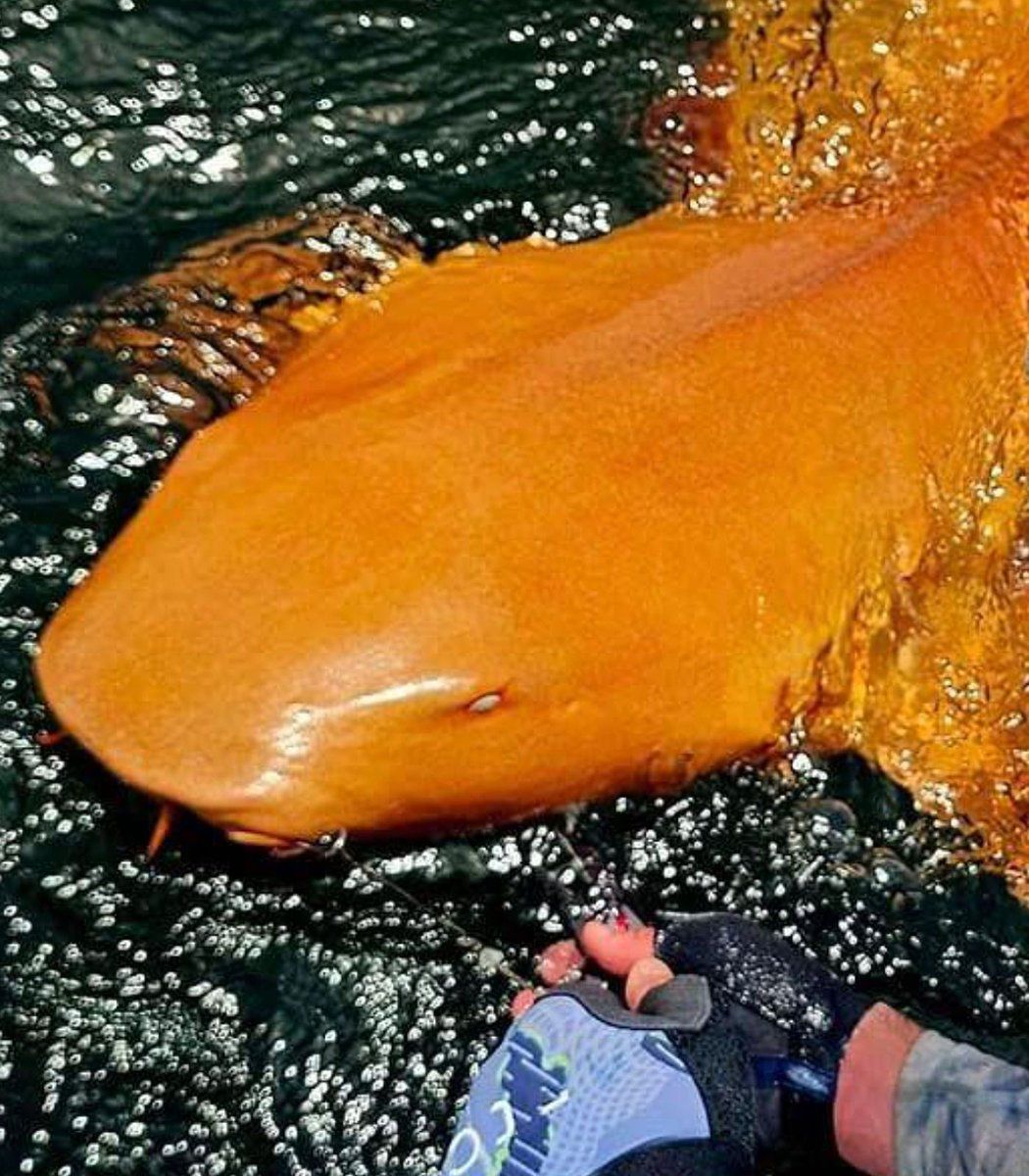 Bonk fish price