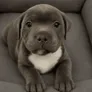 bully