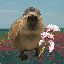 capybara 价格