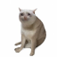 Was ist Cash Cat(CASHCAT)