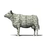 cash cow