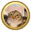 catwifhat price