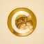 What is Catecoin (catecoin.shop)(CATE)