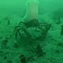 Chef Crab