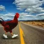 Конвертер і калькулятор chicken crossing the road (chicken)