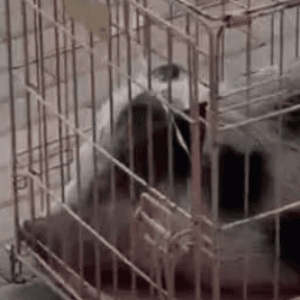 Czym jest chloe(chloe)