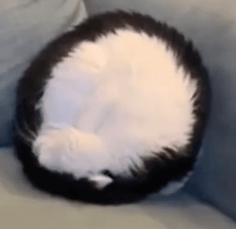 What is Coin cat(Coincat)