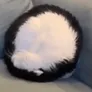 Coin cat