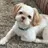 cooper
