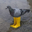 Pigeon In Yellow Boots(PIGEON) nima