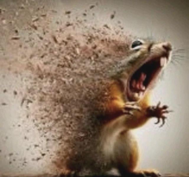 disintegrating squirrel (squirrel) qanday sotiladi