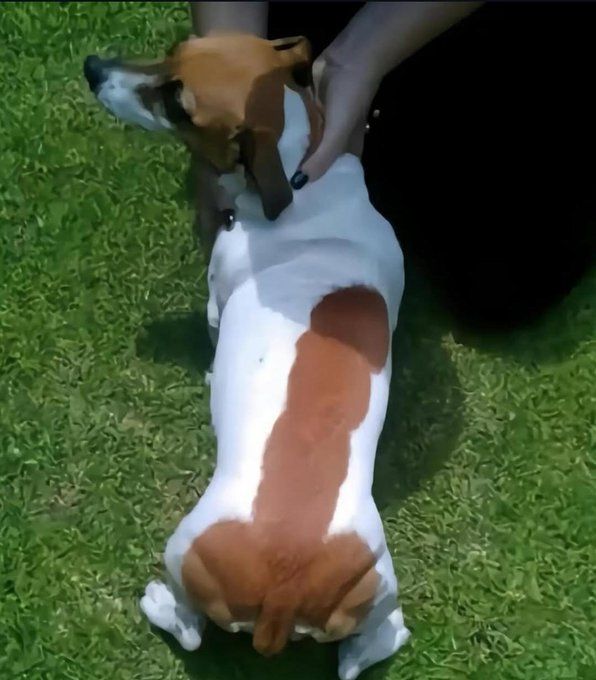 Dog Wif Dih Preis